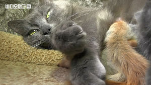 아기 다람쥐 4형제 키우는 엄마 고양이, 크림반도의 달콤한 가족 이야기