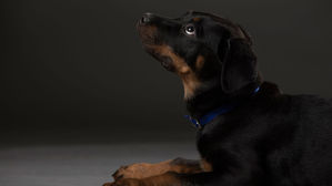 경기 부천서 집 탈출한 대형견 50대 배달원 물어