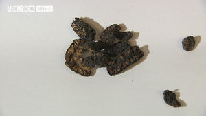 "쇳가루 맛 난다" 논란의 노니, 금속성 이물질 검출 확인