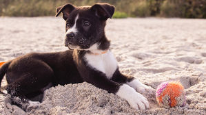 [인-잇] 나는 '애완동물'이 불편하다