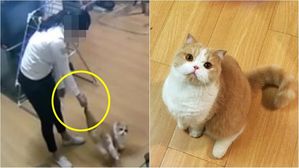 [Pick] 걷어차고, 목 조르고&hellip;룸메이트 반려묘 '웃으며' 학대한 대학생