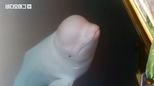 애교 풀장착한 '심장폭행범' 벨루가가 러시아 스파이라고?