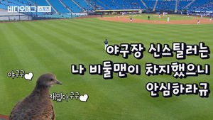 (초근접) 야구를 사랑한 비둘기, 중계 카메라 앞에 서다