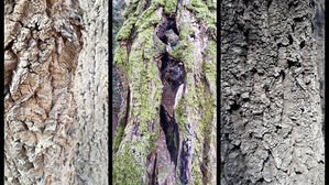 [영상토크] "나무도 얼굴이 있다."