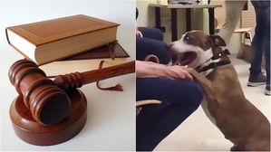 [Pick] 판사의 '큰 그림'&hellip;동물 학대 재판에 등장한 '증인'의 놀라운 정체