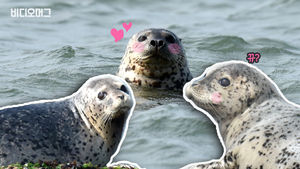 멸종위기종 '점박이물범'을 지켜주세요