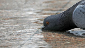 전국 30도 더위 '푹푹'&hellip;비둘기도 목이 마르네