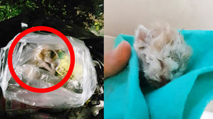 [Pick] '오물과 담뱃재' 뒤집어쓰고 비닐봉지에 버려진 '새끼 고양이'
