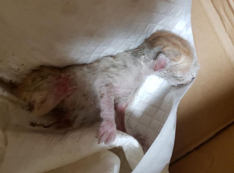 비닐봉지에 버려진 아기고양이(사진=천안 유기견센터 이경미 소장)