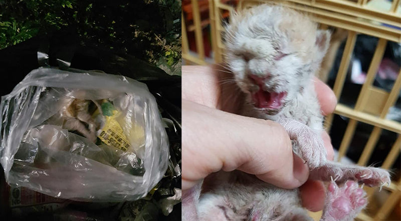 비닐봉지에 버려진 아기고양이(사진=천안 유기견센터 이경미 소장)