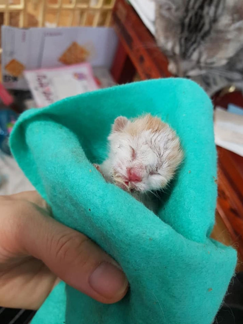 비닐봉지에 버려진 아기고양이(사진=천안 유기견센터 이경미 소장)