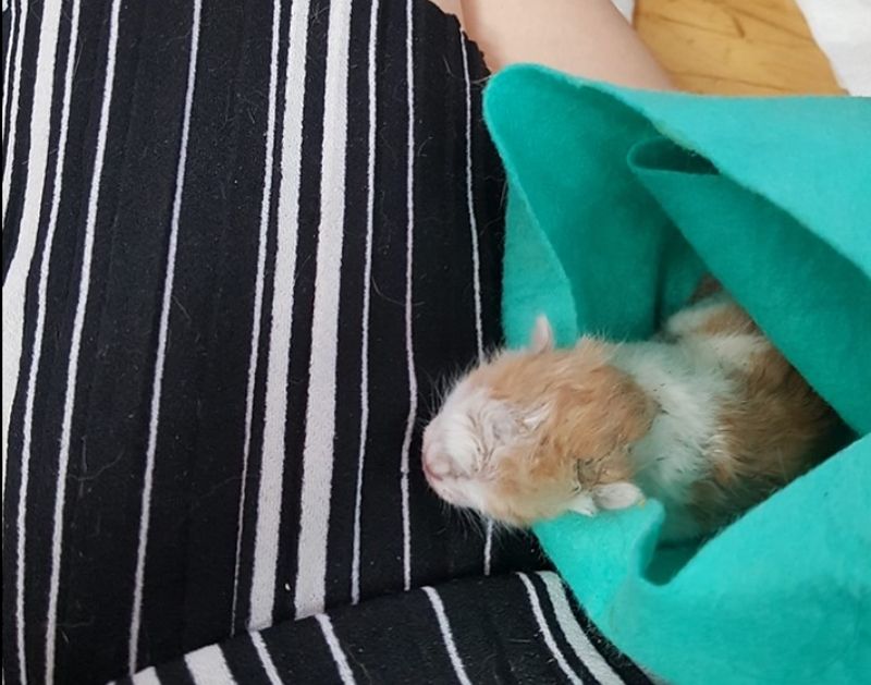 비닐봉지에 버려진 아기고양이(사진=천안 유기견센터 이경미 소장)