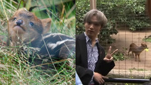 [SBS Star] VIDEO: NCT HAECHAN Finally Meets 'HAECHAN' the Pudu Deer!