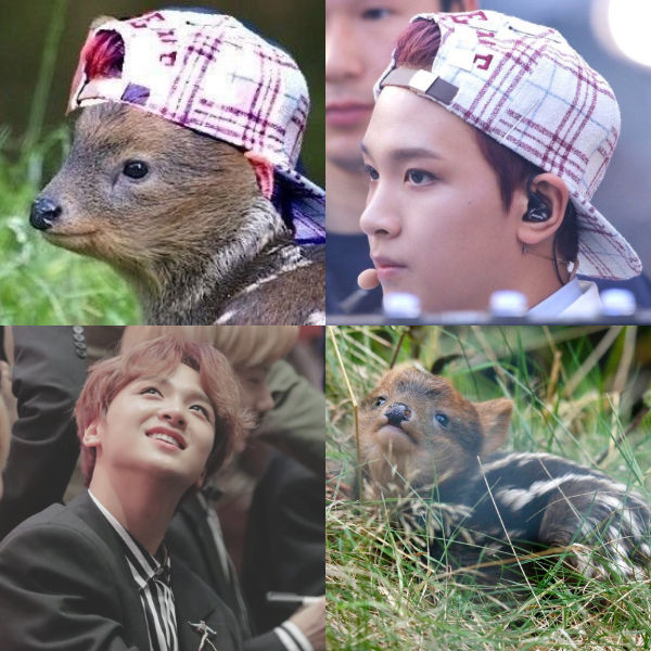 HAECHAN, pudu