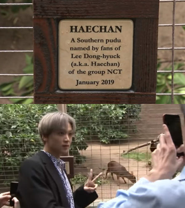 HAECHAN, pudu