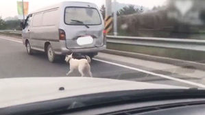 [뉴스딱] 시속 15km라 문제없다? 개 매달고 달린 승합차