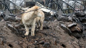 [인-잇] 불났을 때 반려동물은 어떻게 하나