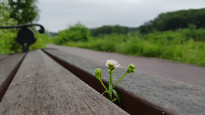 [영상토크] 들꽃도 휴식이 필요한지 산책로 의자에서 쉬고 있다
