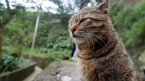 [인-잇] 길고양이가 싫다고요? 그럼 오히려 캣맘을 응원해야죠!