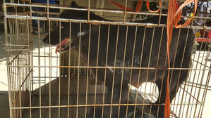 산책하던 시민들 공격한 인천대공원 들개 포획