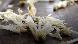 [영상토크] 저무는 5월과 함께 아카시아 꽃도 퇴장하고 있습니다