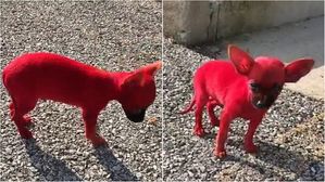 [Pick] 반려견 새빨갛게 '전신 염색'하고 SNS에 자랑한 래퍼 '논란'