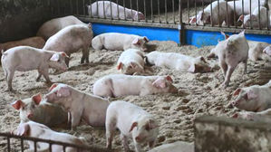 파주서 폐사율 100% 아프리카돼지열병 확진&hellip;국내 첫 발생