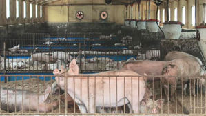 농식품부, '국내 첫 돼지열병'에 48시간 돼지농장 이동중지