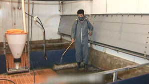 [지금 북한은] 아프리카돼지열병 와중에 '돼지사육 열풍'