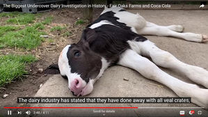 코카콜라에 우유 납품 美 목장, 송아지 학대 영상 공개