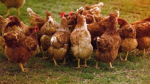 [인-잇] 사람을 위한 '동물복지'