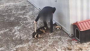 강아지 목 밟고, 각목 폭행하고서 "때렸지만 학대 아냐"