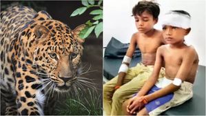 [Pick] 두려움보다 큰 용기&hellip;표범에 공격당한 사촌 구해낸 14살 소년