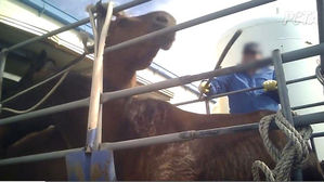 도축장 끌려와 매 맞는 경주마들&hellip;학대영상 추가 공개