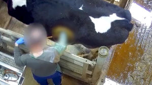 [Pick] "아무리 연구 목적이라도"&hellip;젖소 옆구리에 구멍 뚫어 실험한 사료 회사 '논란'