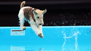 '견공들의 시원한 다이빙'&hellip;광주서 전국 반려견 수영대회