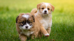 반려동물 온라인 광고 제한 추진&hellip;동물 유기도 학대에 포함