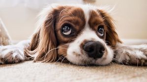 [인-잇] '강아지 주민등록증' 만들어주셨나요?