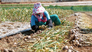 양파&middot;마늘 풍작으로 가격 급락&hellip;전국 소비촉진 운동