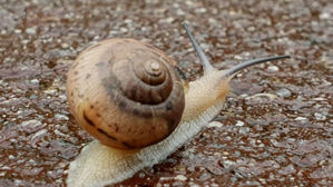 [영상토크] 이른 아침 출근길, 달팽이 행진곡