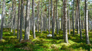 미국 크기 900만㎢에 1조 그루 나무 심어 지구온난화 대처 가능