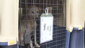 국내 입양률 저조&hellip;구포 가축시장 개들, 해외 입양 추진