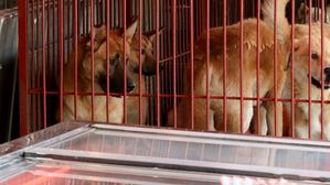 [인-잇] 소&middot;돼지는 먹으면서 왜 개는 먹지 말라는 거야?