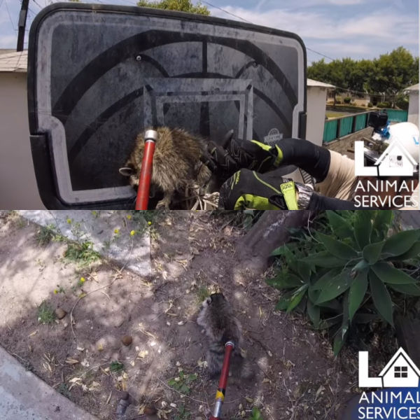 페이스북 LA Animal Services
