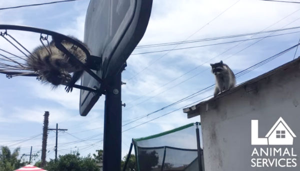 페이스북 LA Animal Services