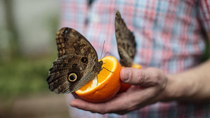 [취재파일] 나비가 급격하게 사라진다&hellip;연평균 2%씩 21년 동안 1/3이나 사라져