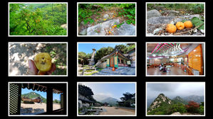 [영상토크] 지금 북한산에는 살구가 익었습니다