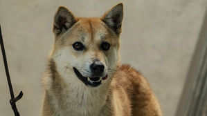 "제주개는 한국 고유 토종개&hellip;독립적인 품종"