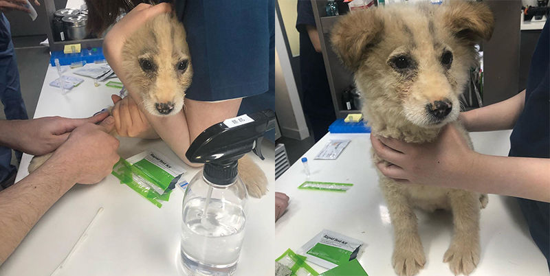 유기견 입양한 배우 성훈 (구성=신지수 에디터, 사진='youumbba'·'성훈' 인스타그램 캡처)