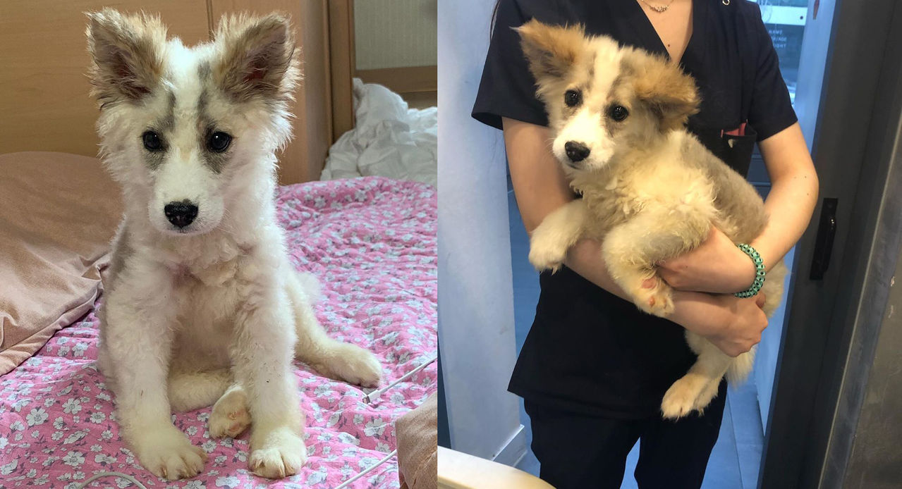 유기견 입양한 배우 성훈 (구성=신지수 에디터, 사진='youumbba'·'성훈' 인스타그램 캡처)